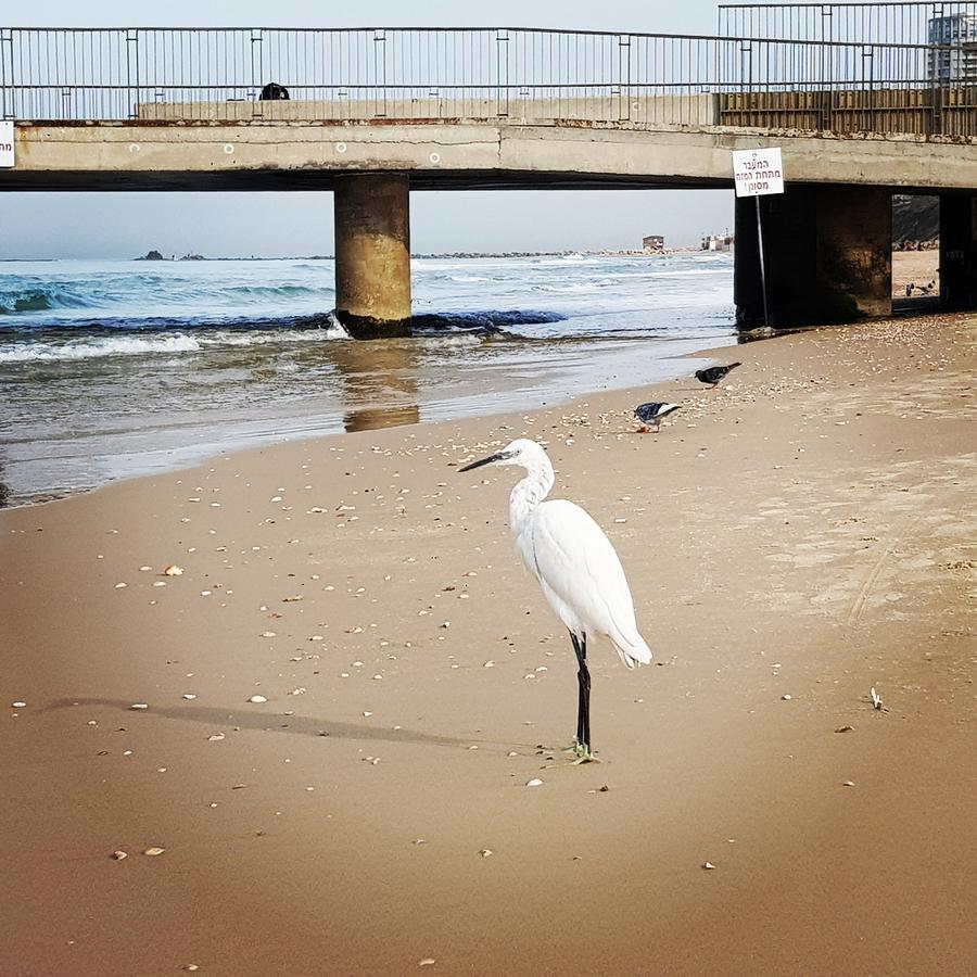 Sweet Home On The Beach Тел Авив Екстериор снимка